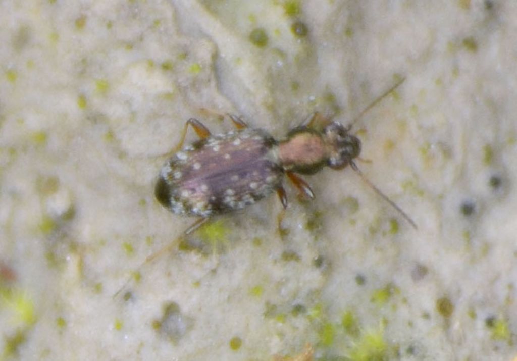 Asaphidion? - Asaphidion pallipes (Carabidae)